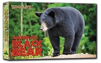 American Black Bear